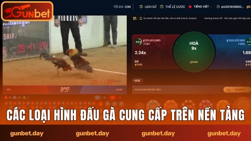 Các loại hình đấu gà cung cấp trên nền tảng