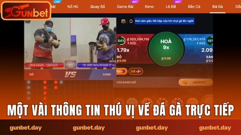Một vài thông tin thú vị về sảnh đá gà trực tiếp