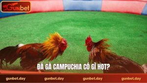 Đá gà Campuchia có gì hot