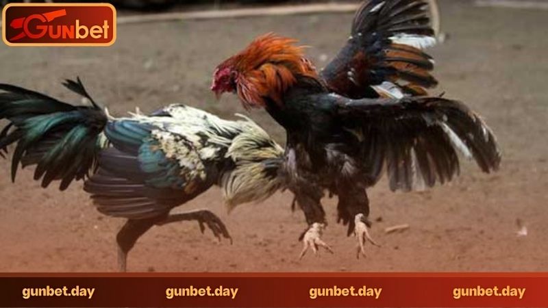 Đá gà cựa dao có gì đặc biệt