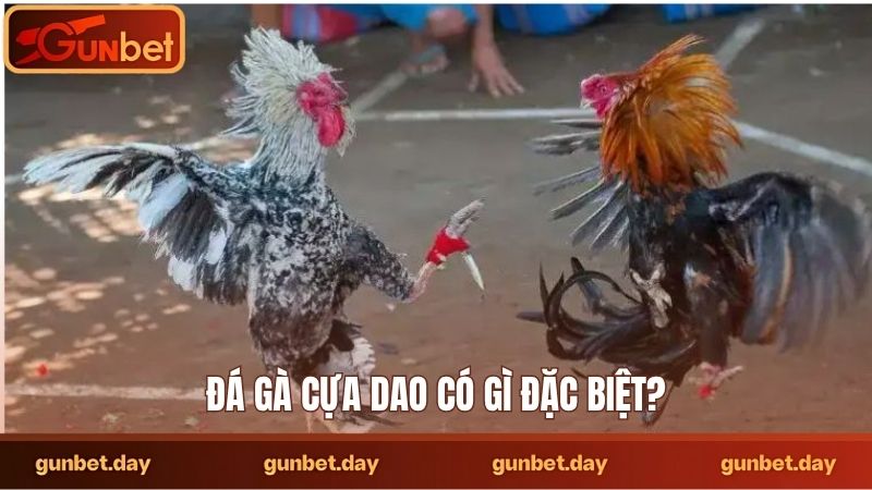 Đá gà cựa dao có gì đặc biệt