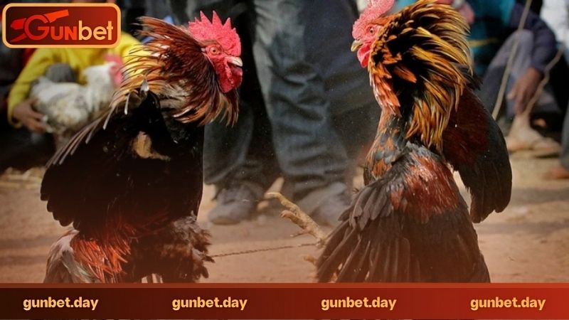 Đá gà cựa sắt là gì