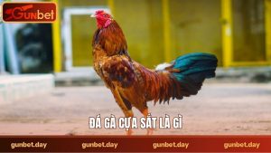 Đá gà cựa sắt là gì