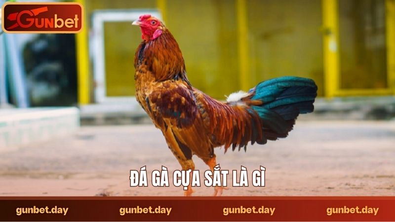 Đá gà cựa sắt là gì