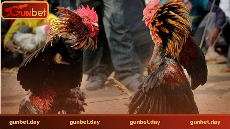 Đá Gà Gunbet Có Gì Hot