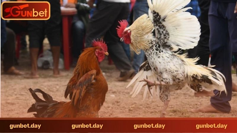 Đá Gà Gunbet Có Gì Hot