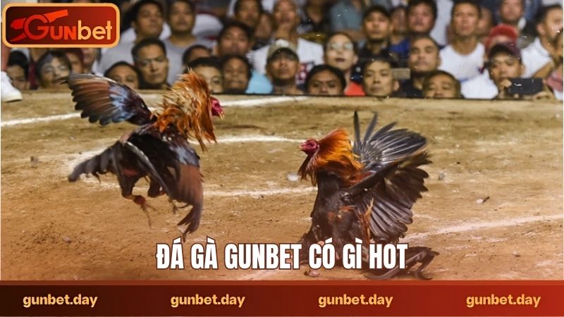 Đá Gà Gunbet Có Gì Hot