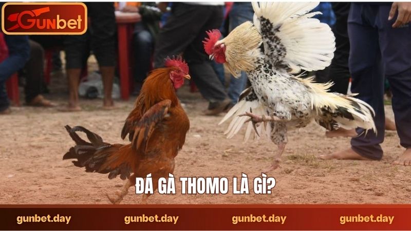 Đá gà Thomo là gì