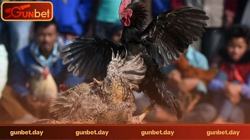 Đá gà trực tuyến có an toàn không
