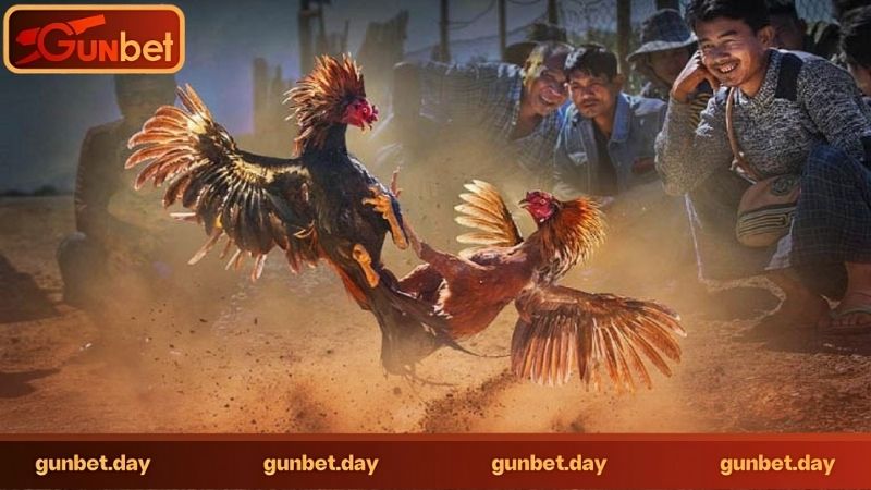 Đá gà trực tuyến có bị gian lận không