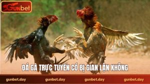 Đá gà trực tuyến có bị gian lận không