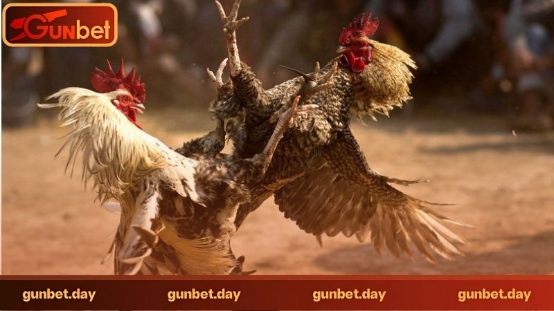 Đá gà trực tuyến có dễ tham gia không