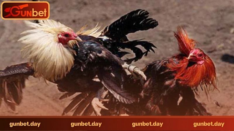 Đá gà trực tuyến có dễ tham gia không