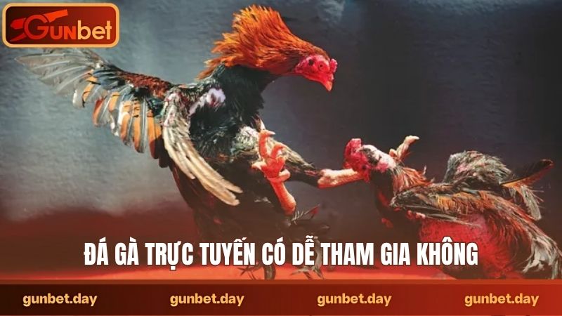 Đá gà trực tuyến có dễ tham gia không