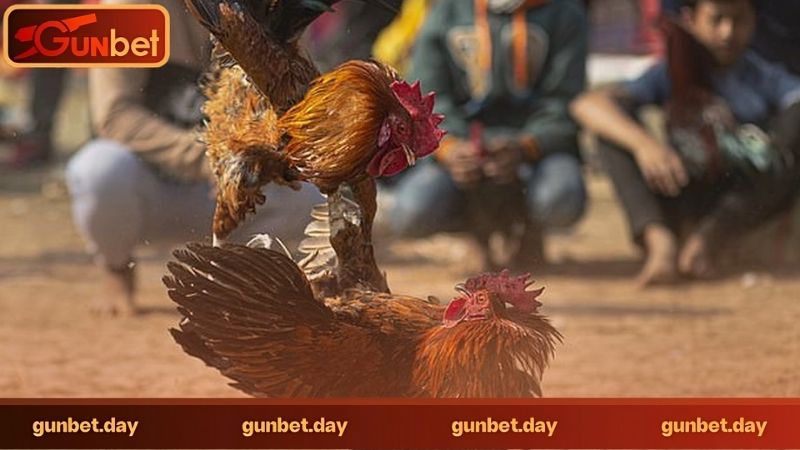 Đá gà trực tuyến có hỗ trợ nạp rút tiền nhanh không