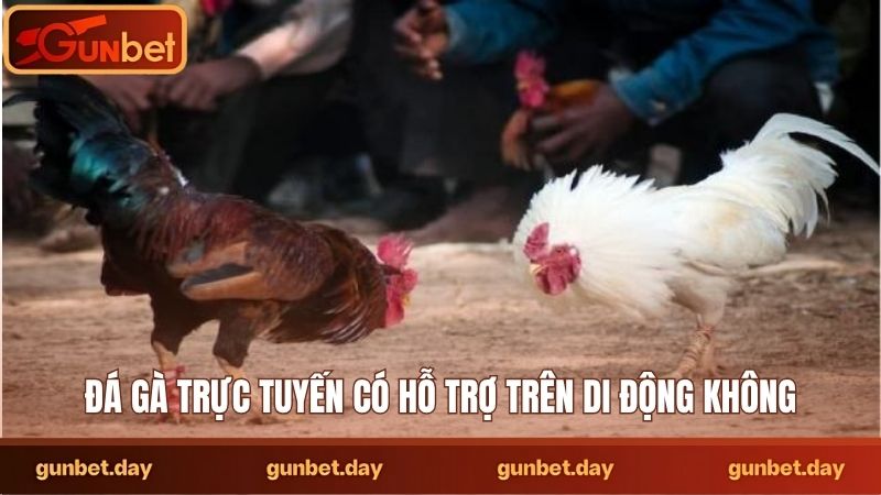 Đá gà trực tuyến có hỗ trợ trên di động không