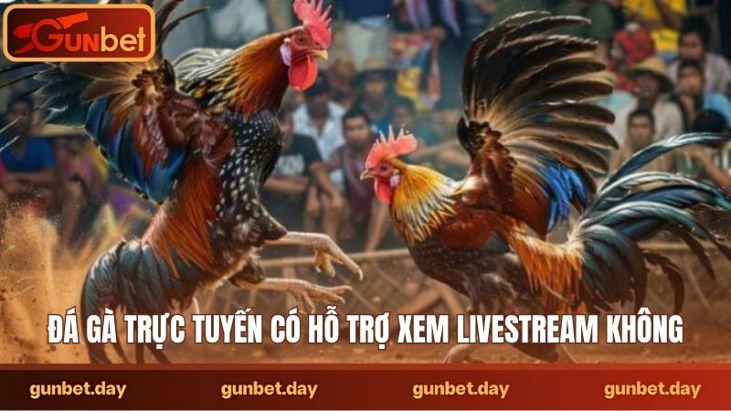 Đá gà trực tuyến có hỗ trợ xem livestream không