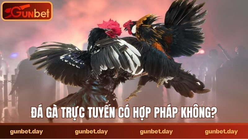 Đá gà trực tuyến có hợp pháp không