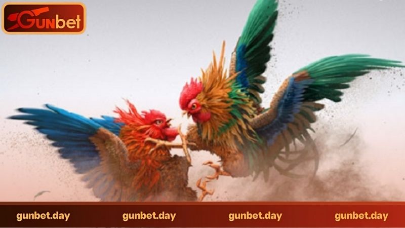 Đá gà trực tuyến có khác gì đá gà truyền thống