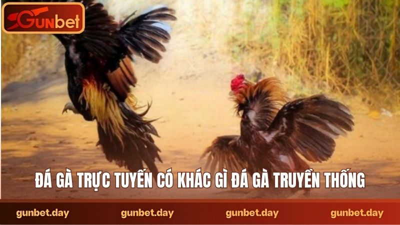 Đá gà trực tuyến có khác gì đá gà truyền thống