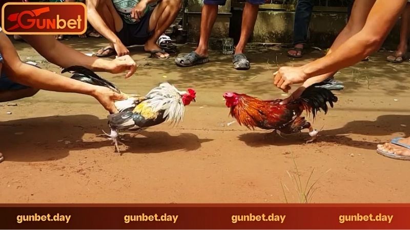 Đá gà trực tuyến có những loại cược nào