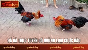 Đá gà trực tuyến có những loại cược nào