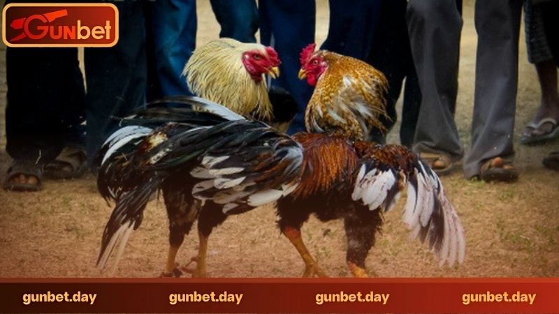 Đá gà trực tuyến có những loại gà chọi nào