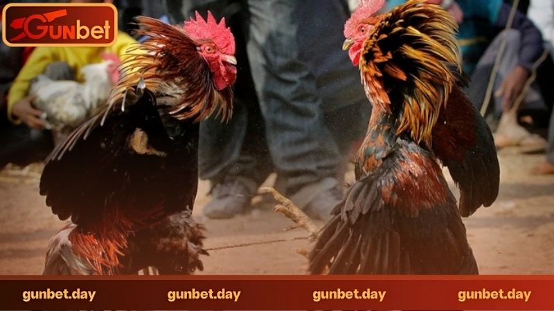 Đá gà trực tuyến có những loại gà chọi nào