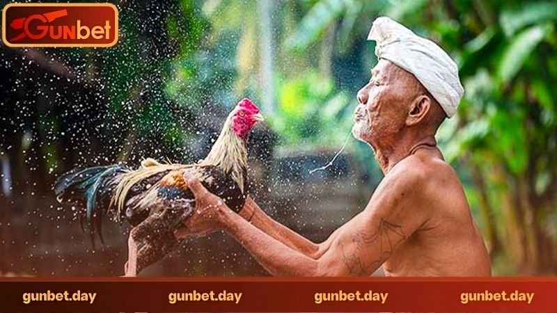 Đá gà trực tuyến có tổ chức ở đâu