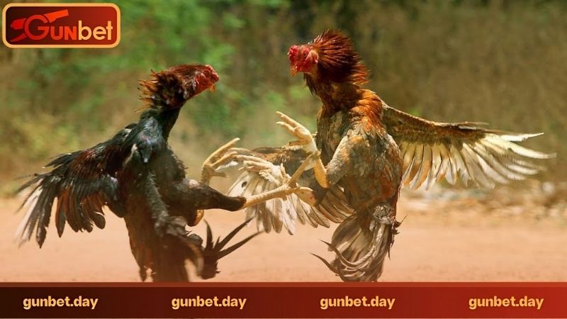 Đá gà trực tuyến có tổ chức ở đâu
