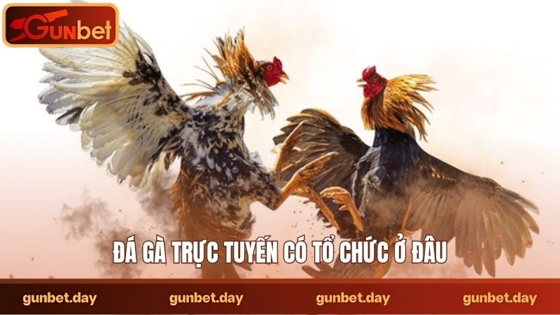 Đá gà trực tuyến có tổ chức ở đâu