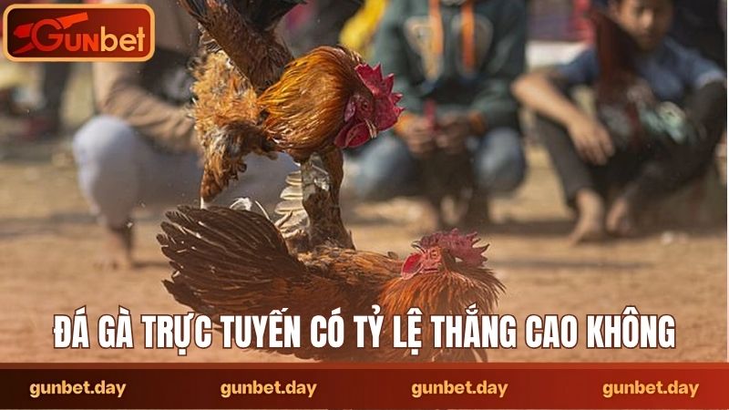 Đá gà trực tuyến có tỷ lệ thắng cao không
