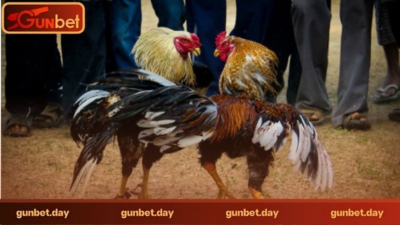 Đá gà trực tuyến là gì