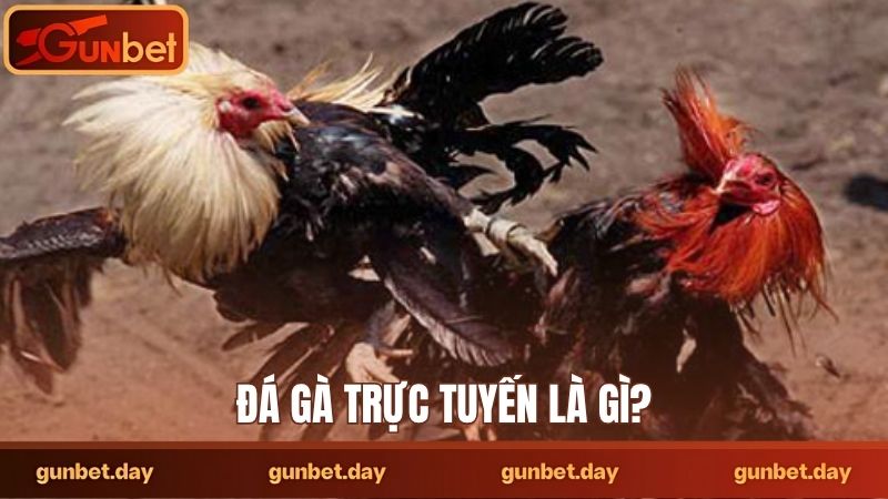 Đá gà trực tuyến là gì