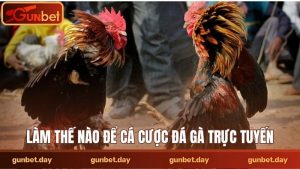 Làm thế nào để cá cược đá gà trực tuyến