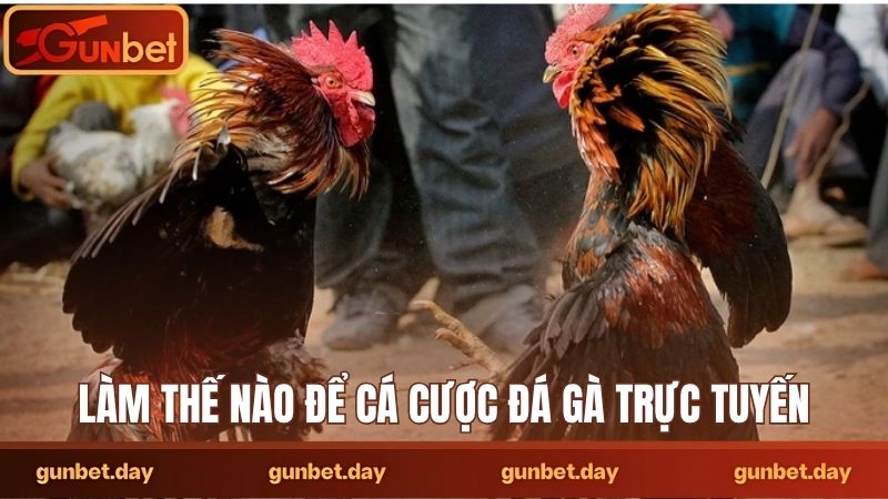 Làm thế nào để cá cược đá gà trực tuyến